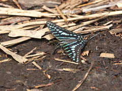 Graphium policenes