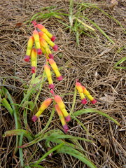 Lachenalia quadricolor