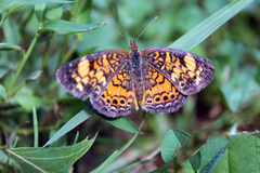 Phyciodes tharos