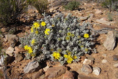 Berkheya cuneata