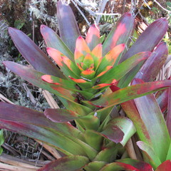 Guzmania gloriosa