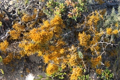 Dufourea flammea