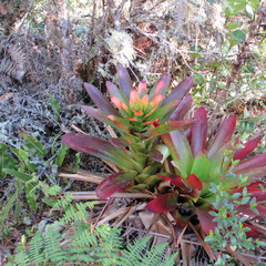 Guzmania gloriosa