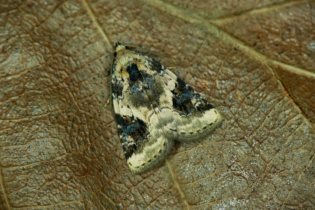 Shining Marbled