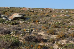 Dufourea flammea