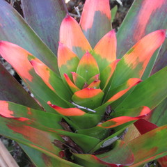 Guzmania gloriosa