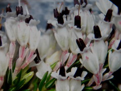 Erica fuscescens