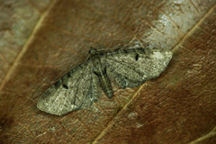 Eupithecia tripunctaria