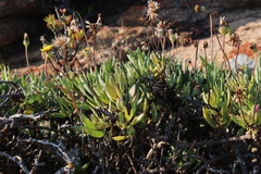 Othonna coronopifolia