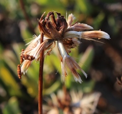 Othonna coronopifolia