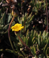 Othonna coronopifolia