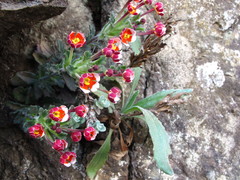 Zaluzianskya chrysops