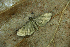 Eupithecia tripunctaria