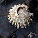 Epopella plicata - Photo (c) Tony Wills,  זכויות יוצרים חלקיות (CC BY-SA), uploaded by Tony Wills