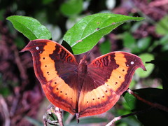 Precis tugela tugela