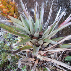 Tillandsia turneri