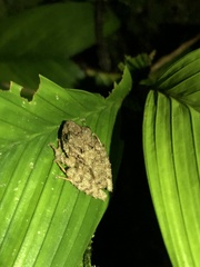 Pristimantis rubicundus