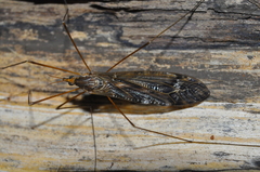 Ischnotoma