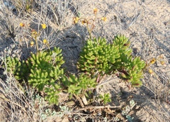 Crassothonna floribunda