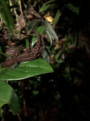 Gelanesaurus flavogularis