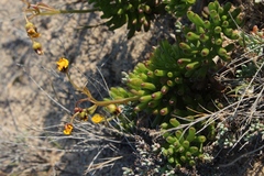 Crassothonna floribunda