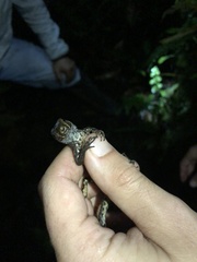 Gelanesaurus flavogularis