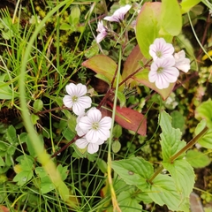 Acanthophyllum cerastioides