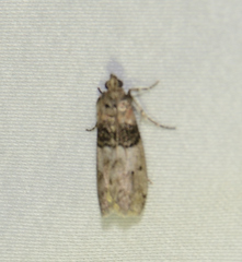 Tlascala reductella