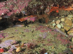 Gobius xanthocephalus