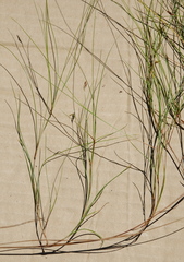 Ficinia capillifolia