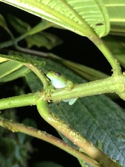 Rulyrana flavopunctata