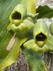 Catasetum integerrimum