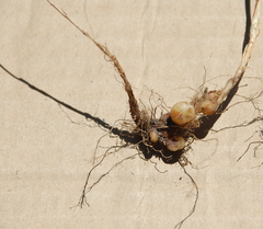 Ficinia capillifolia