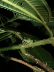 Rulyrana flavopunctata