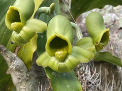 Catasetum integerrimum