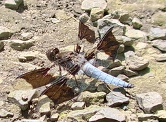 Plathemis lydia