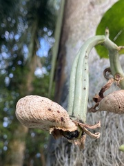 Catasetum integerrimum