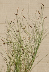 Ficinia capillifolia