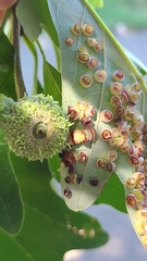 Phylloteras volutellae