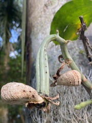 Catasetum integerrimum