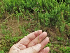 Tridens flavus flavus