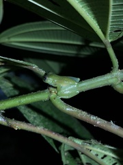 Rulyrana flavopunctata