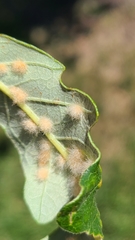 Neuroterus floccosus