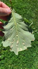 Neuroterus floccosus