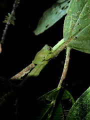 Rulyrana flavopunctata