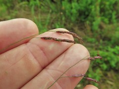 Tridens flavus flavus