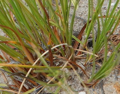 Ficinia cedarbergensis