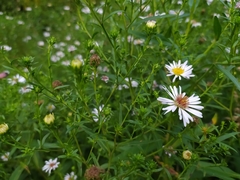 Symphyotrichum × salignum