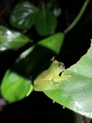 Rulyrana flavopunctata