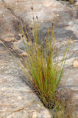 Ficinia cedarbergensis